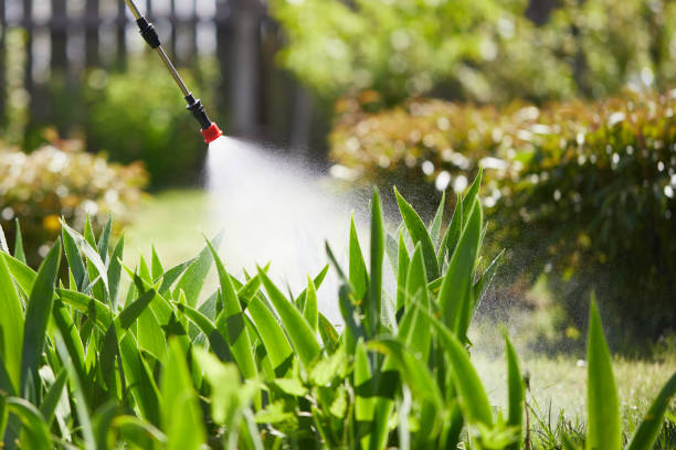 24/7 Emergency Termite Control experts in Festus, MO